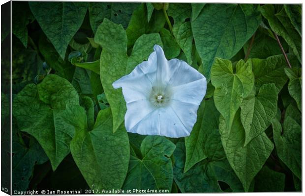 Bindweed in Old Road Canvas Print by Ian Rosenthal