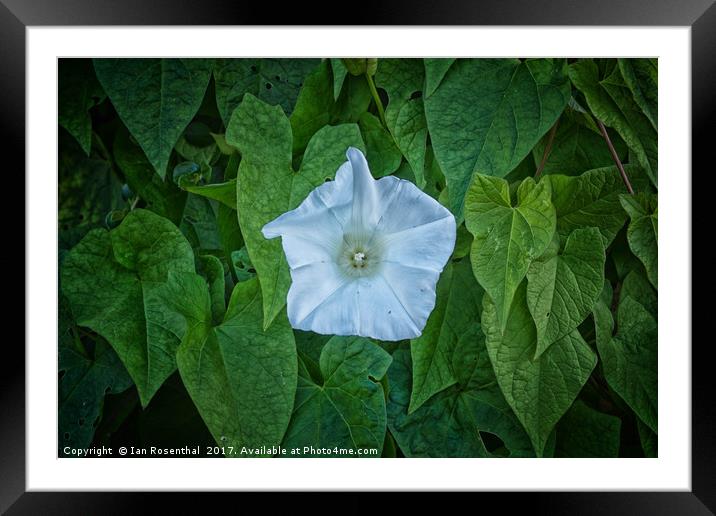 Bindweed in Old Road Framed Mounted Print by Ian Rosenthal