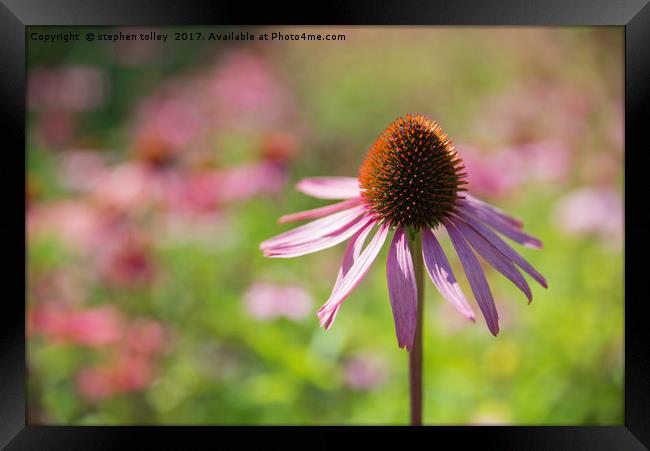 Echinacea (cone flower)  Framed Print by stephen tolley