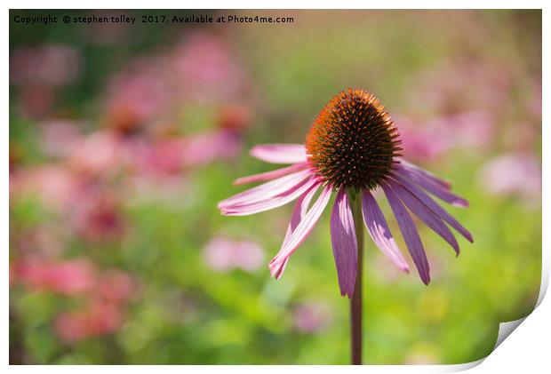 Echinacea (cone flower)  Print by stephen tolley
