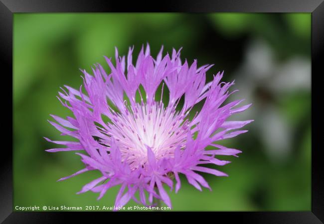 Purple Persian Cornflower Framed Print by  