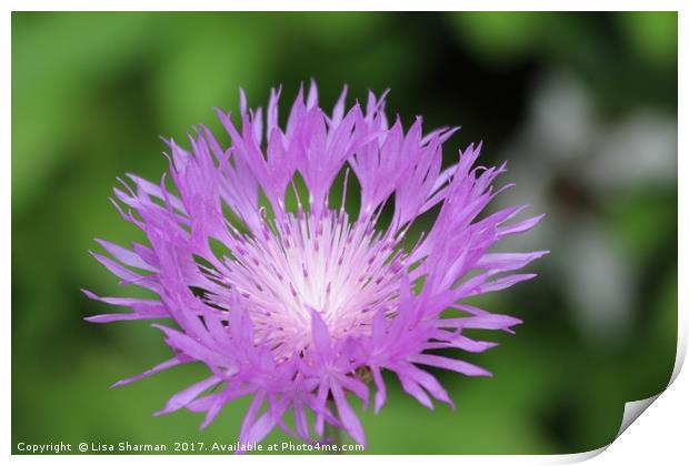 Purple Persian Cornflower Print by  