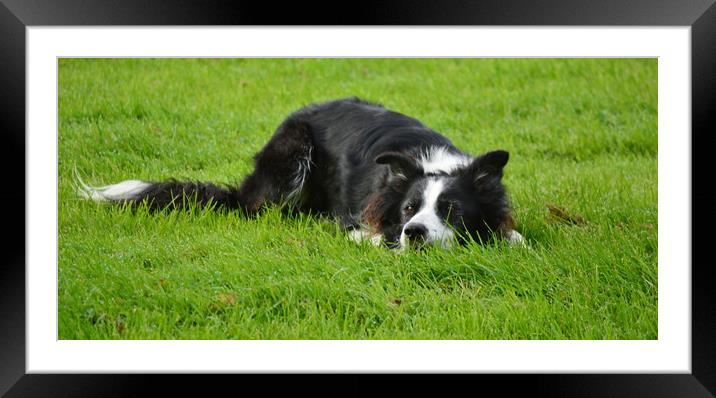 Border Collie Framed Mounted Print by Bryan 4Pics