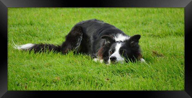 Border Collie Framed Print by Bryan 4Pics