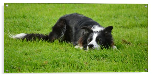 Border Collie Acrylic by Bryan 4Pics