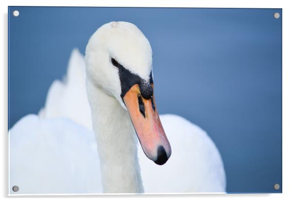 Mute Swan Portrait Acrylic by Bryan 4Pics
