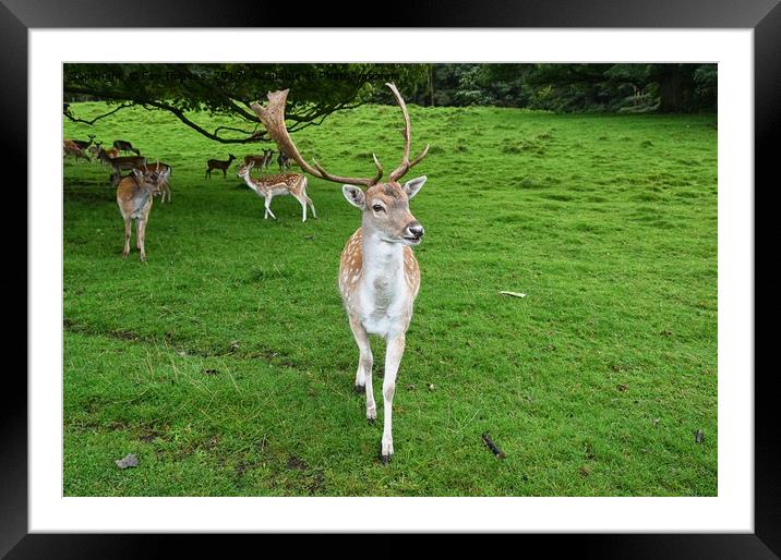 Stag fallow deer Framed Mounted Print by Derrick Fox Lomax