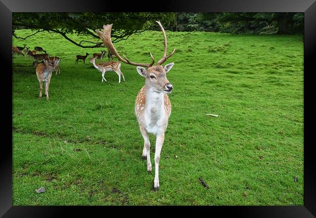 Stag fallow deer Framed Print by Derrick Fox Lomax