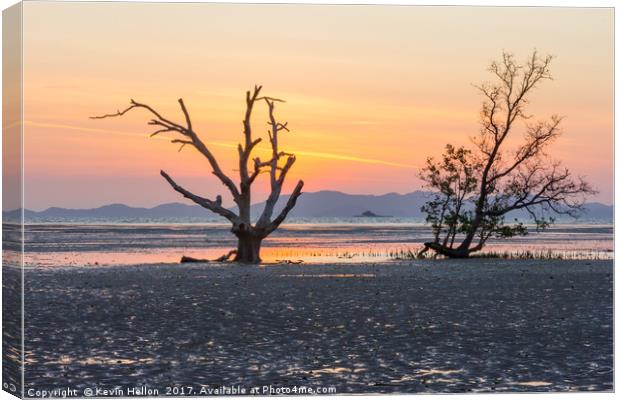 Mangrove tree at dawn Canvas Print by Kevin Hellon