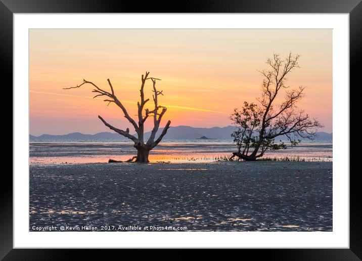 Mangrove tree at dawn Framed Mounted Print by Kevin Hellon