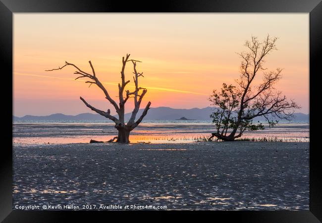 Mangrove tree at dawn Framed Print by Kevin Hellon