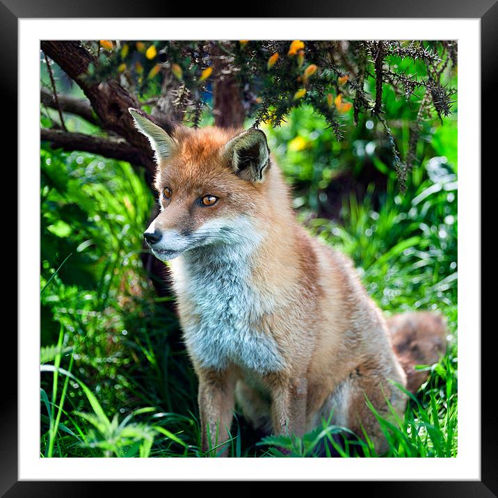 Frodo - The Red Fox Framed Mounted Print by Stephen Mole