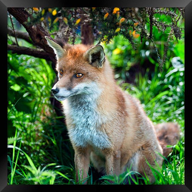 Frodo - The Red Fox Framed Print by Stephen Mole
