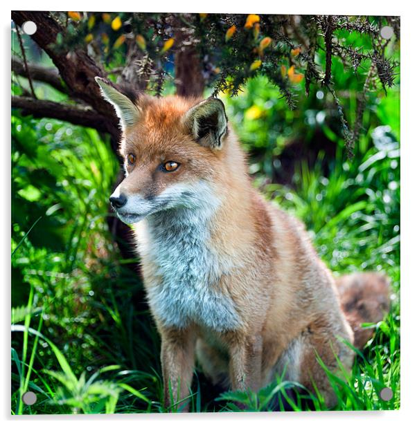 Frodo - The Red Fox Acrylic by Stephen Mole