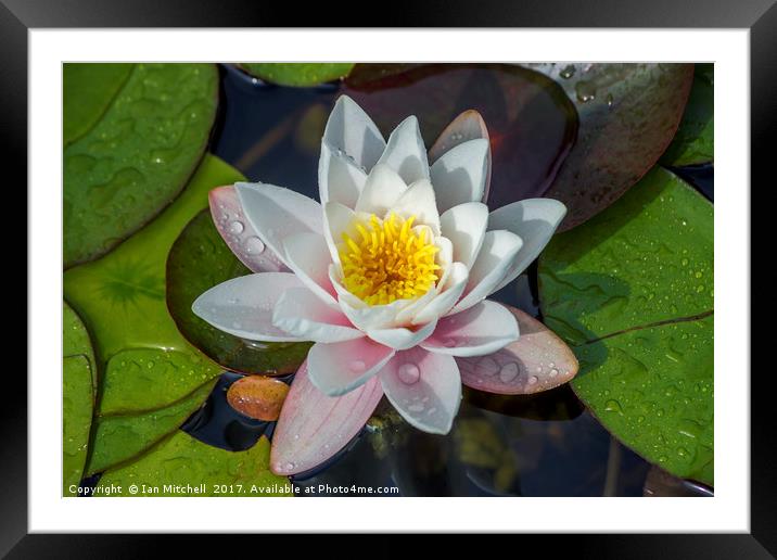 Summer Lilly Framed Mounted Print by Ian Mitchell