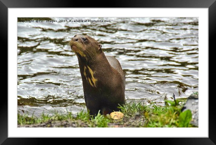  Otter at the waters edge Framed Mounted Print by Derrick Fox Lomax