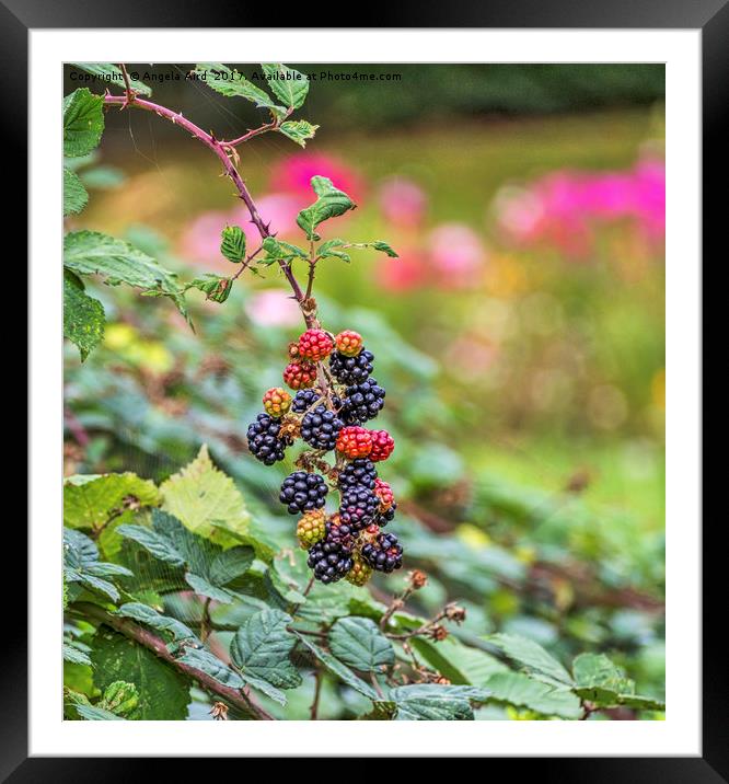 Blackberry. Framed Mounted Print by Angela Aird