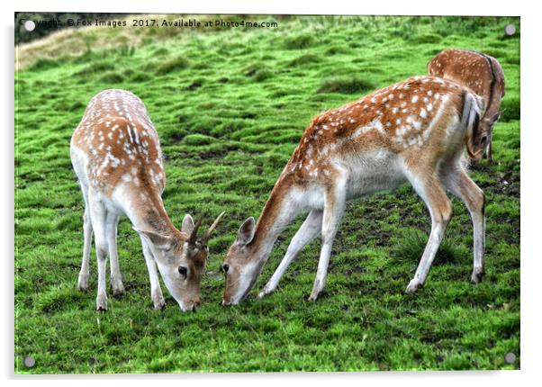 Fallow Deer Acrylic by Derrick Fox Lomax