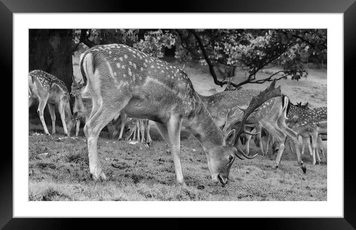 Stag Fallow and herd Framed Mounted Print by Derrick Fox Lomax