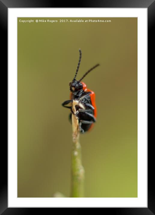 Scarlet Lily Beetle Framed Mounted Print by Mike Rogers