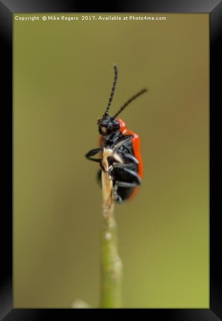 Scarlet Lily Beetle Framed Print by Mike Rogers