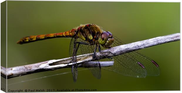 Common Hawker Dragonfly Canvas Print by Paul Welsh