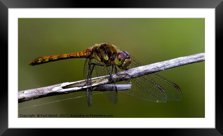 Common Hawker Dragonfly Framed Mounted Print by Paul Welsh