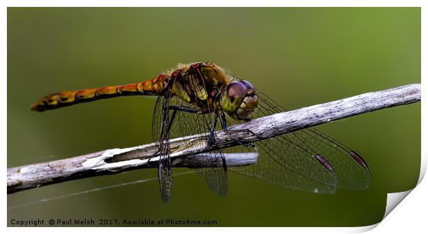 Common Hawker Dragonfly Print by Paul Welsh