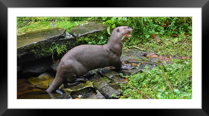 Otter at the Riverbank Framed Mounted Print by Derrick Fox Lomax