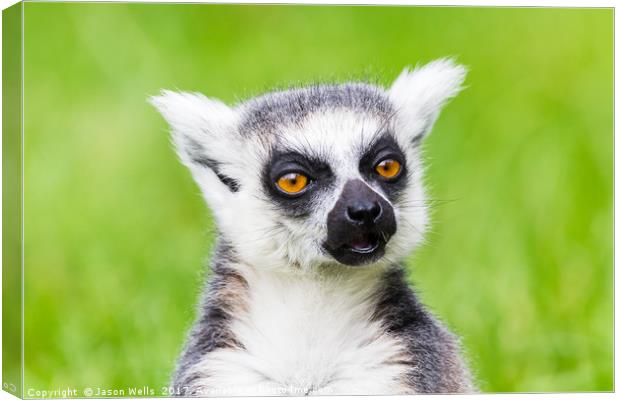 Ring-tailed lemur chewing Canvas Print by Jason Wells