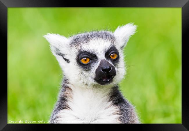 Ring-tailed lemur chewing Framed Print by Jason Wells