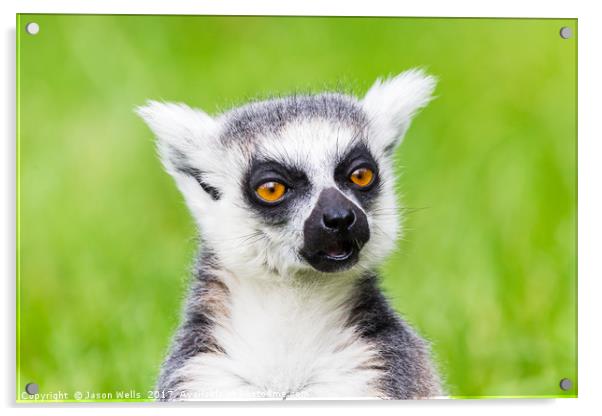 Ring-tailed lemur chewing Acrylic by Jason Wells