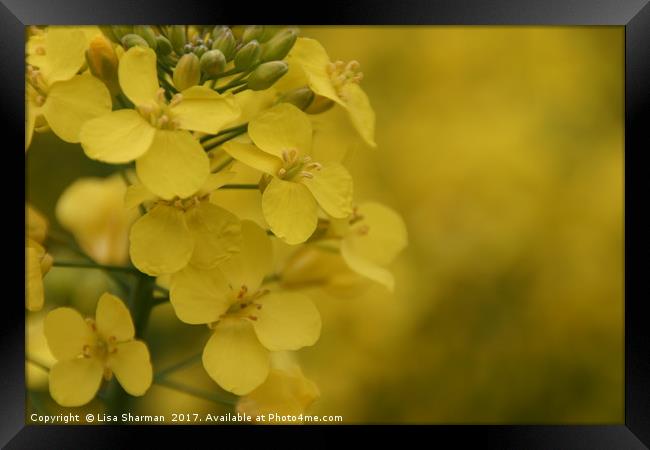 Closeup of Mustard seed flowers Framed Print by  