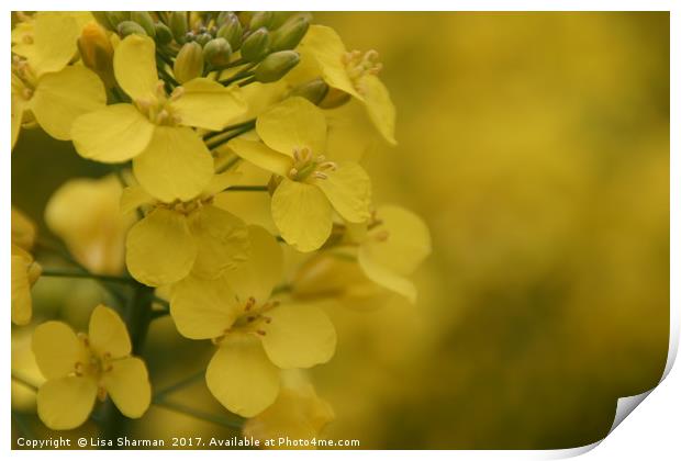 Closeup of Mustard seed flowers Print by  