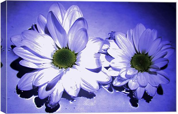 Chrysanthemums in blue Canvas Print by Doug McRae