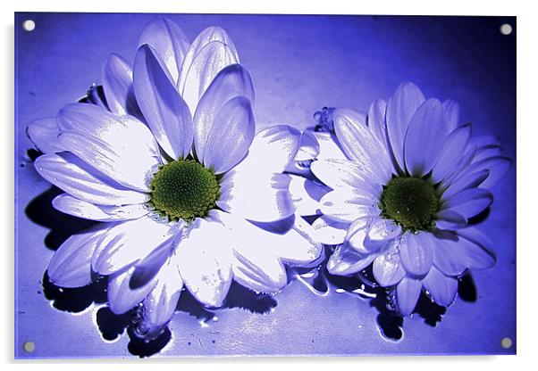 Chrysanthemums in blue Acrylic by Doug McRae