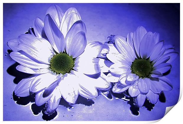 Chrysanthemums in blue Print by Doug McRae