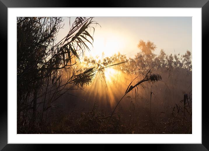 Misty morning  I Framed Mounted Print by DeniART 