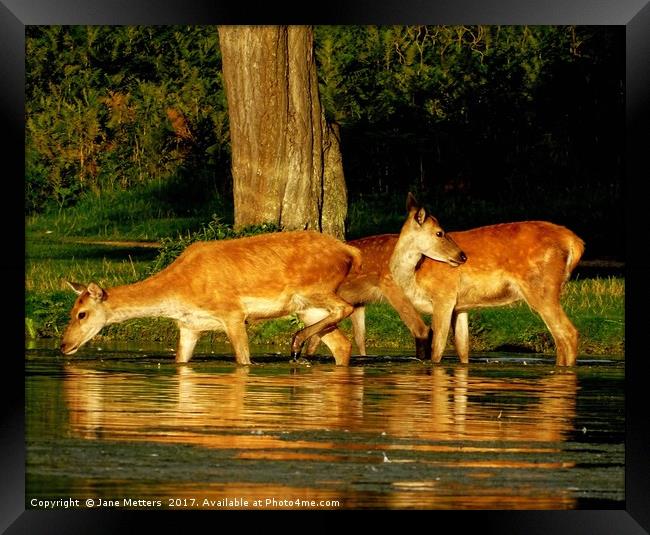 Deer in the Water Framed Print by Jane Metters