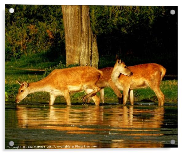 Deer in the Water Acrylic by Jane Metters