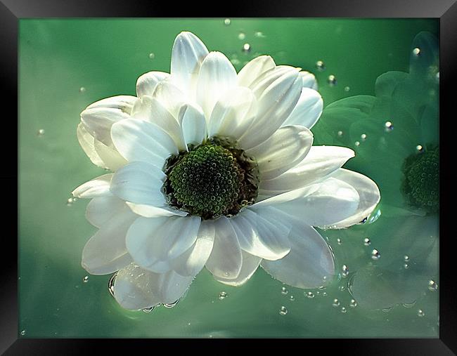 White Chrysanthemum in reflection Framed Print by Doug McRae