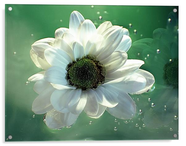 White Chrysanthemum in reflection Acrylic by Doug McRae