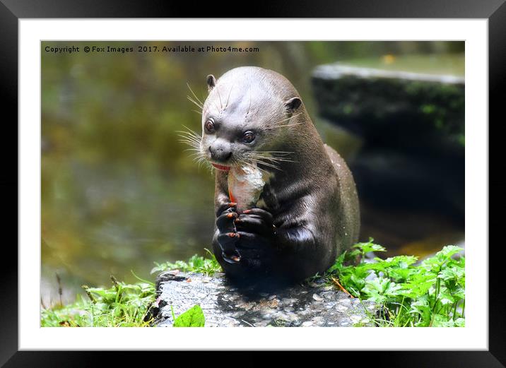 Otter by the river Framed Mounted Print by Derrick Fox Lomax