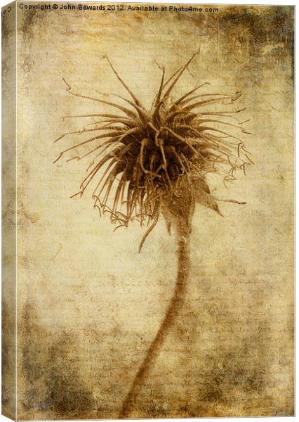 Crown of Thorns Canvas Print by John Edwards