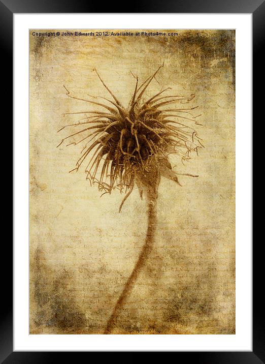 Crown of Thorns Framed Mounted Print by John Edwards