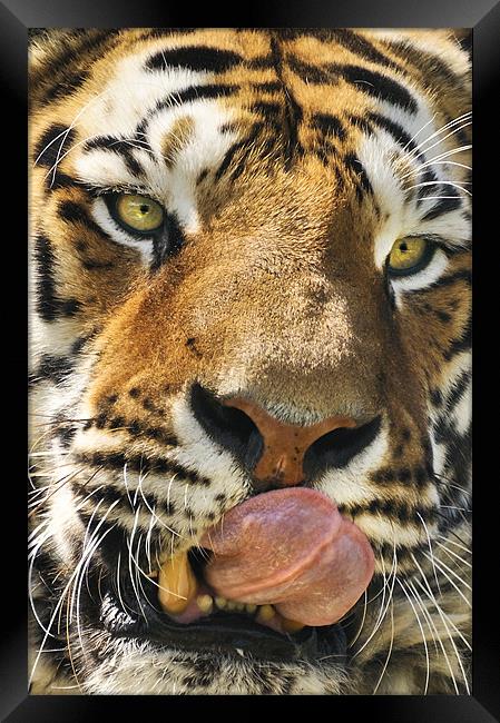 Wanna lick? Framed Print by Stephen Mole