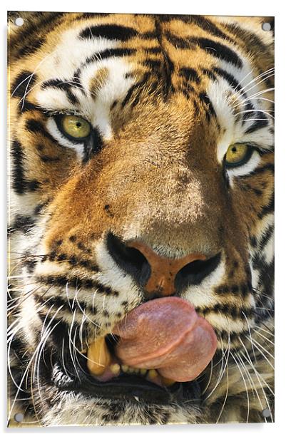 Wanna lick? Acrylic by Stephen Mole