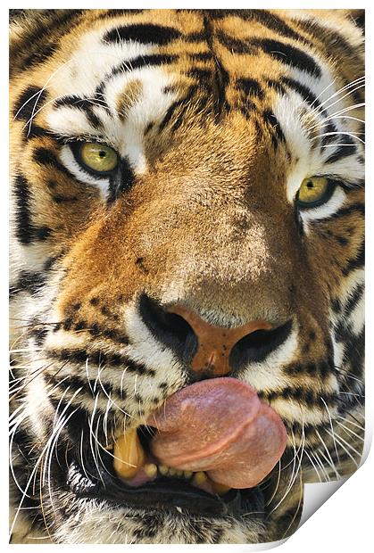 Wanna lick? Print by Stephen Mole
