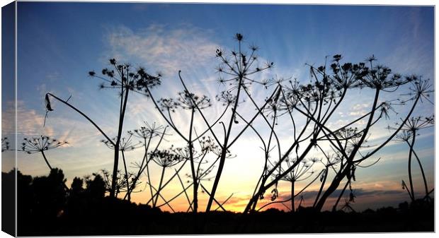 Sunset seedheads Canvas Print by Mike Lanning