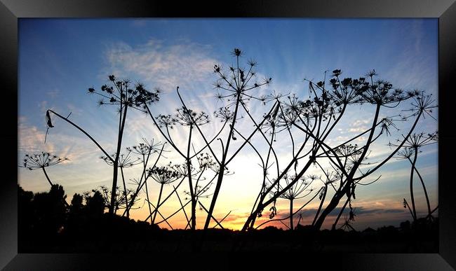 Sunset seedheads Framed Print by Mike Lanning